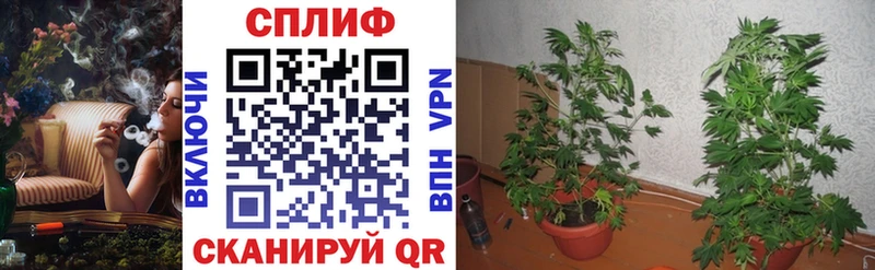 Бошки марихуана White Widow Опочка